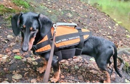 Lindemann Hundeschwimmhilfe bis 8 kg Lindemann Hundeschwimmhilfe bis 8 kg
